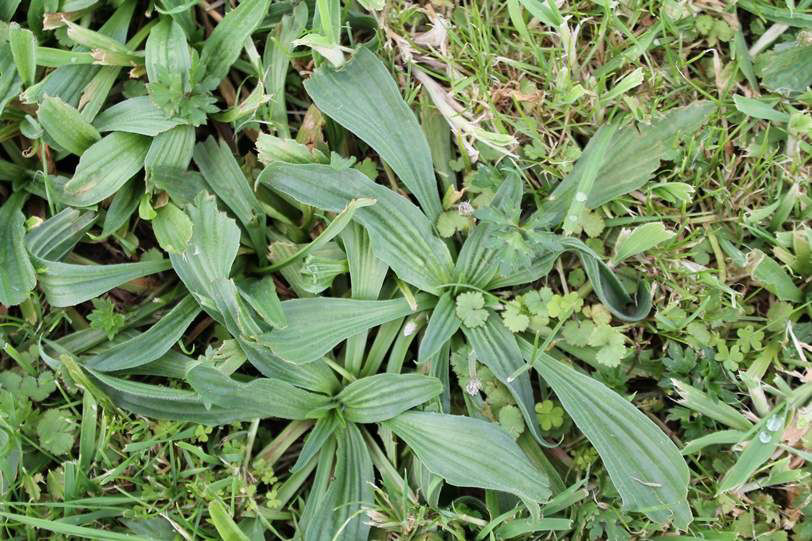 Plantain